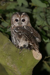 Tawny Owl (Strix aluco) Garry Smith